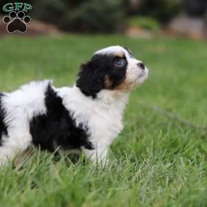 Taylor, Cavachon Puppy